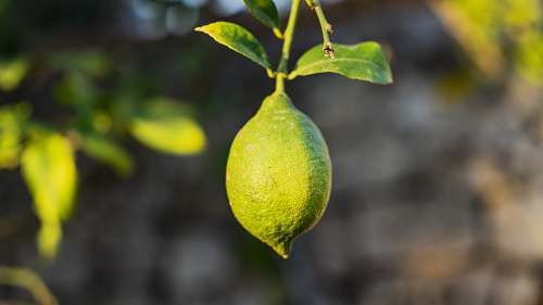 citrus fruit round green fruit lime